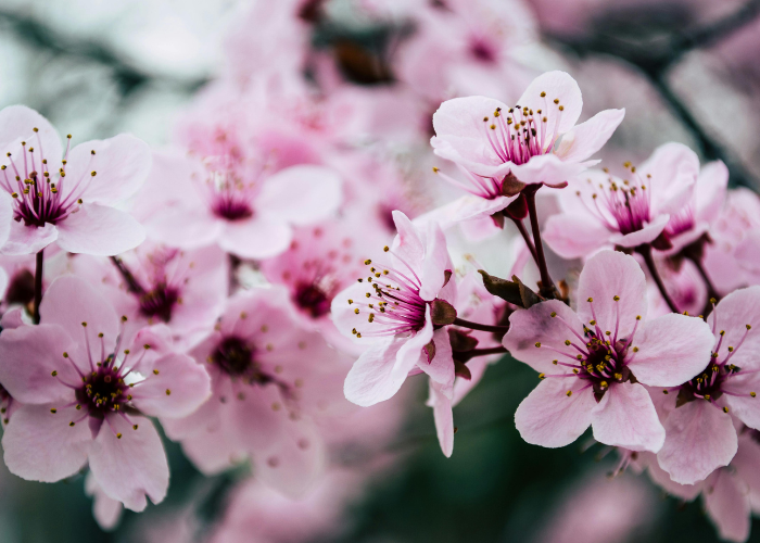 Seniors’ Social-Spring Edition