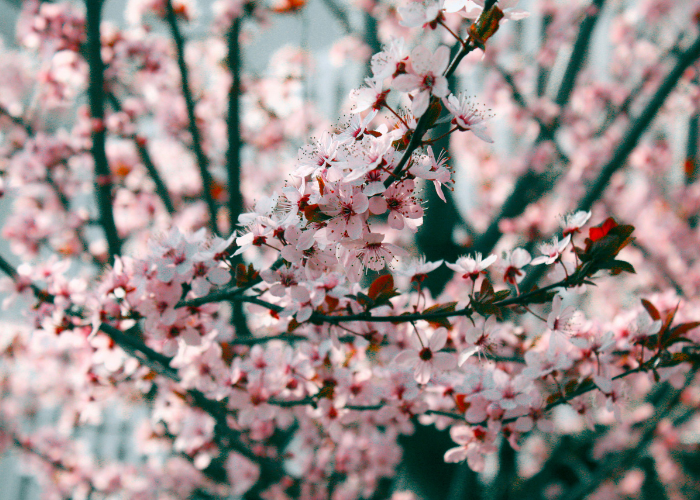 Nail polish Cherry blossoms